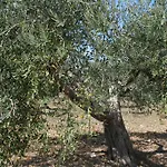 Baglio Degli Ulivi 3*