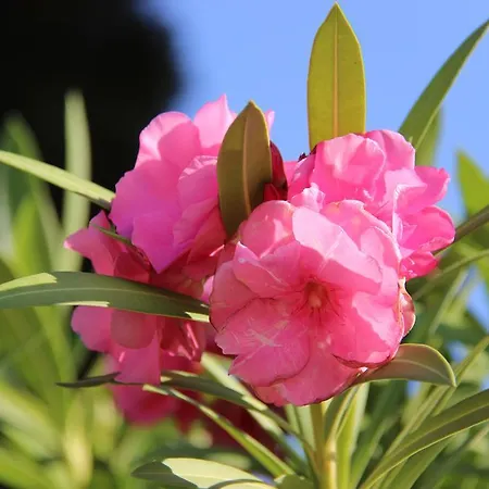 Bed & Breakfast Baglio Degli Ulivi 3*